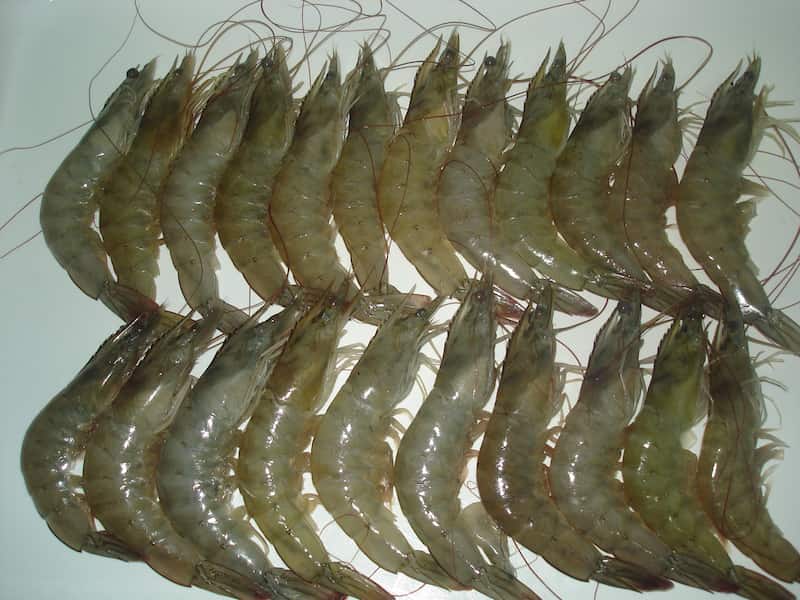 میگو بندر
